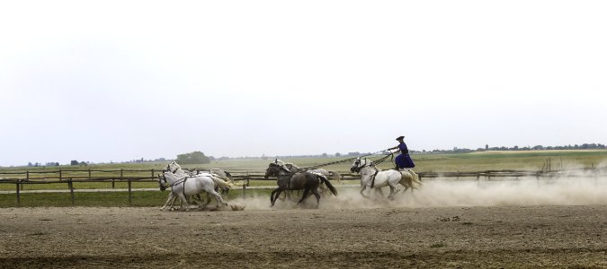 Grassland Field Herd Pack Animal