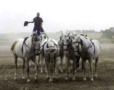 Horse Rein Horse Like Mammal Mare