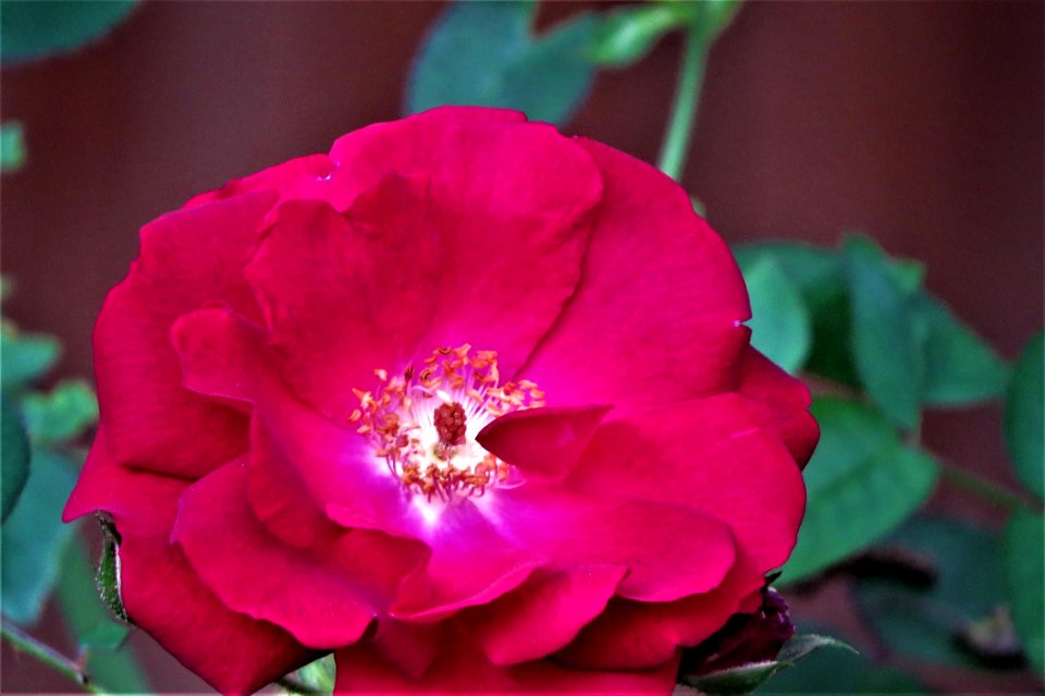 Flower Rose Family Rose Floribunda