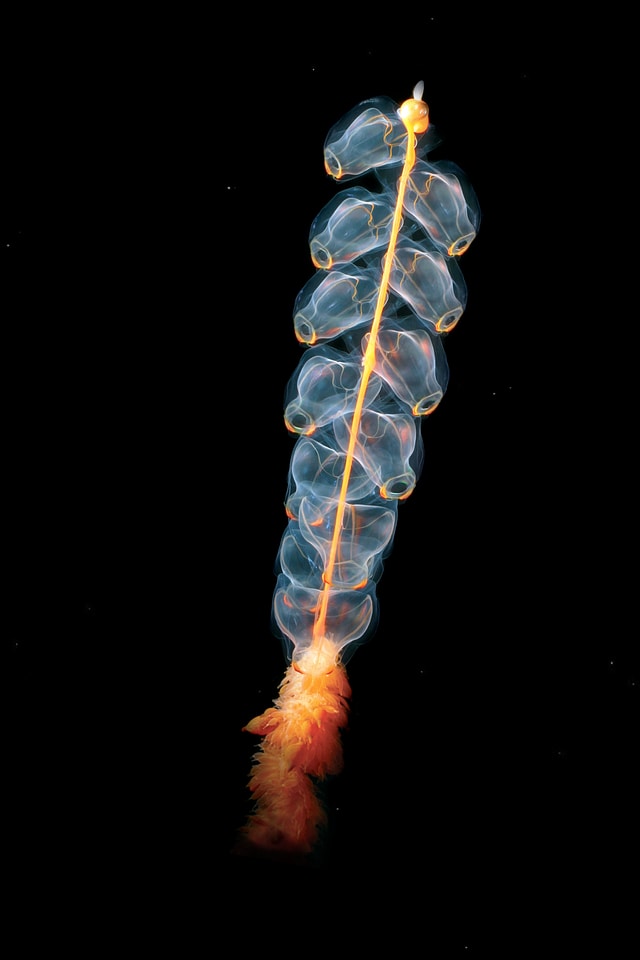 Siphonophores state jellyfish hydrozoe