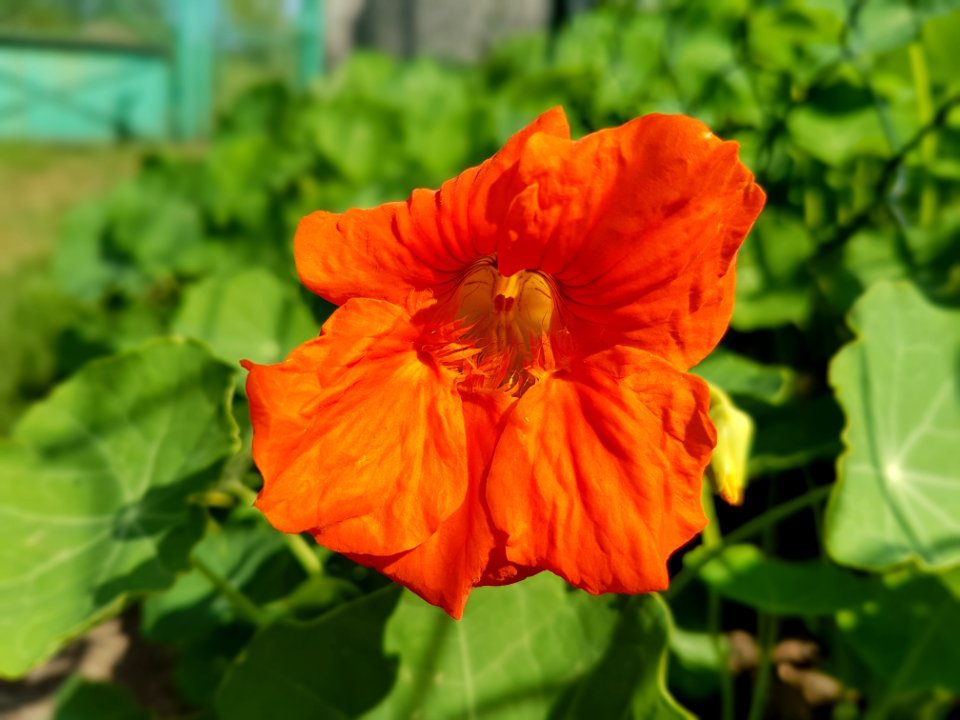 Flower Plant Wildflower Annual Plant