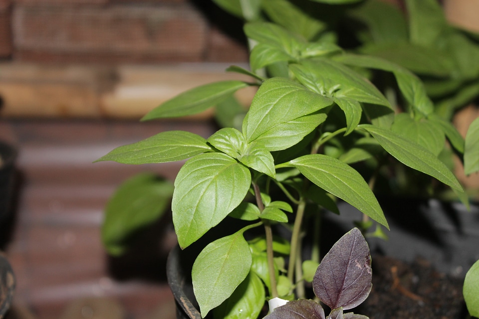 Leaf nature health