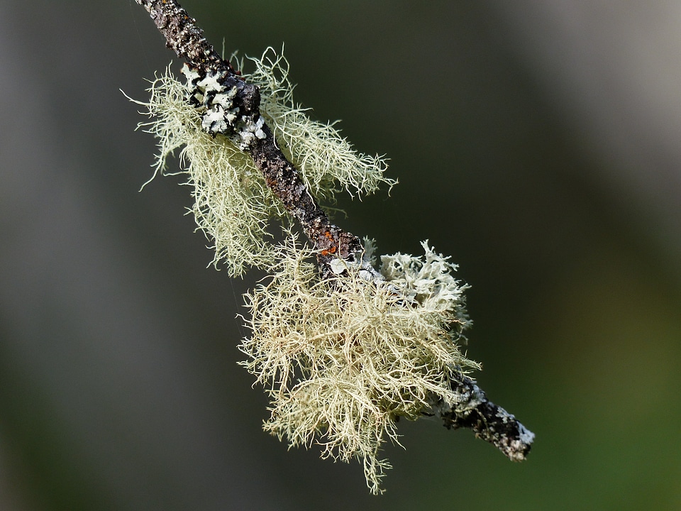 Forest nature close-up photo