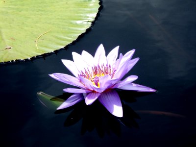 Flower Flora Plant Aquatic Plant