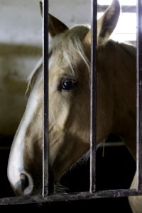 Fauna Halter Horse Snout