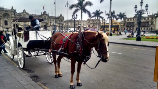 Horse And Buggy Carriage Horse Harness Horse