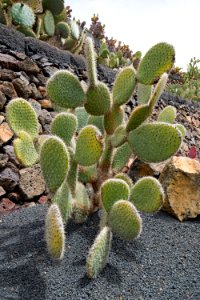 Plant Cactus Vegetation Flora photo