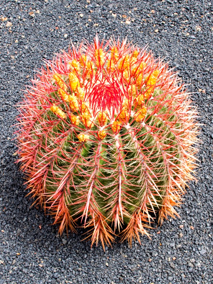 Plant Cactus Flowering Plant Thorns Spines And Prickles