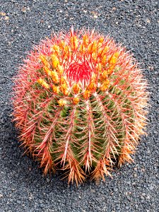 Plant Cactus Flowering Plant Thorns Spines And Prickles photo