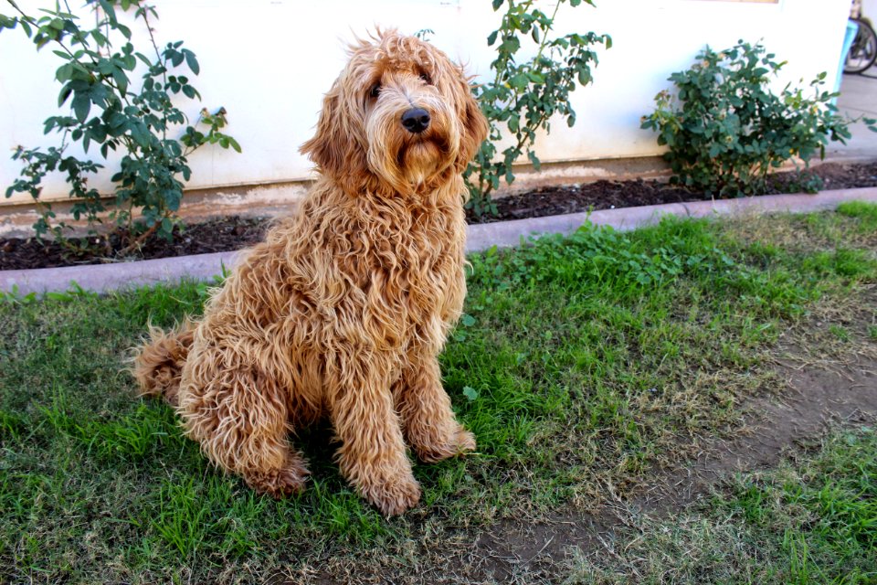 Dog Dog Like Mammal Dog Breed Goldendoodle