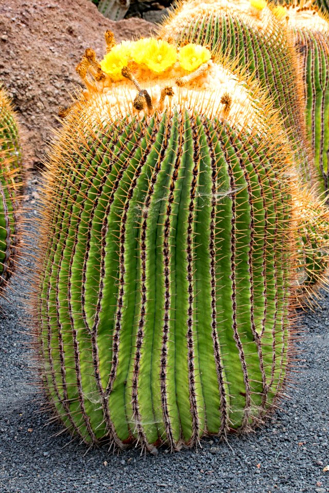 Cactus Vegetation Plant Thorns Spines And Prickles