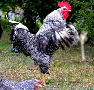Chicken Rooster Galliformes Bird