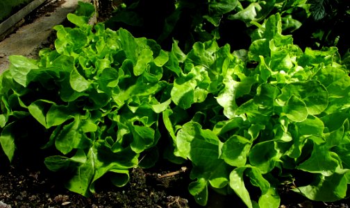 Plant Leaf Vegetable Leaf Herb