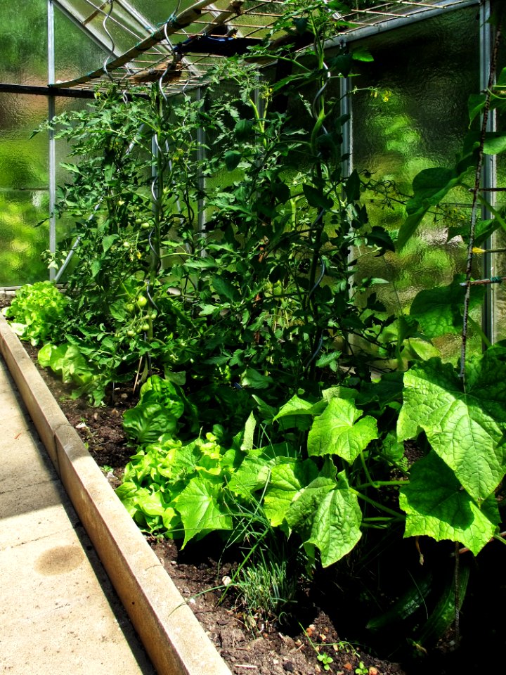 Plant Leaf Herb Greenhouse