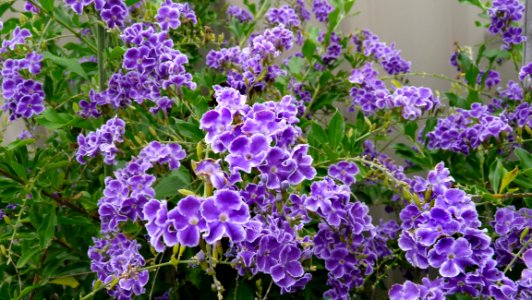 Plant Flower Purple Lilac