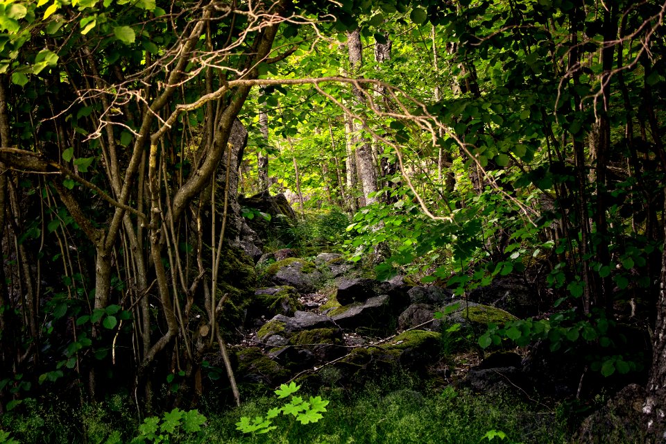 Vegetation Nature Nature Reserve Forest