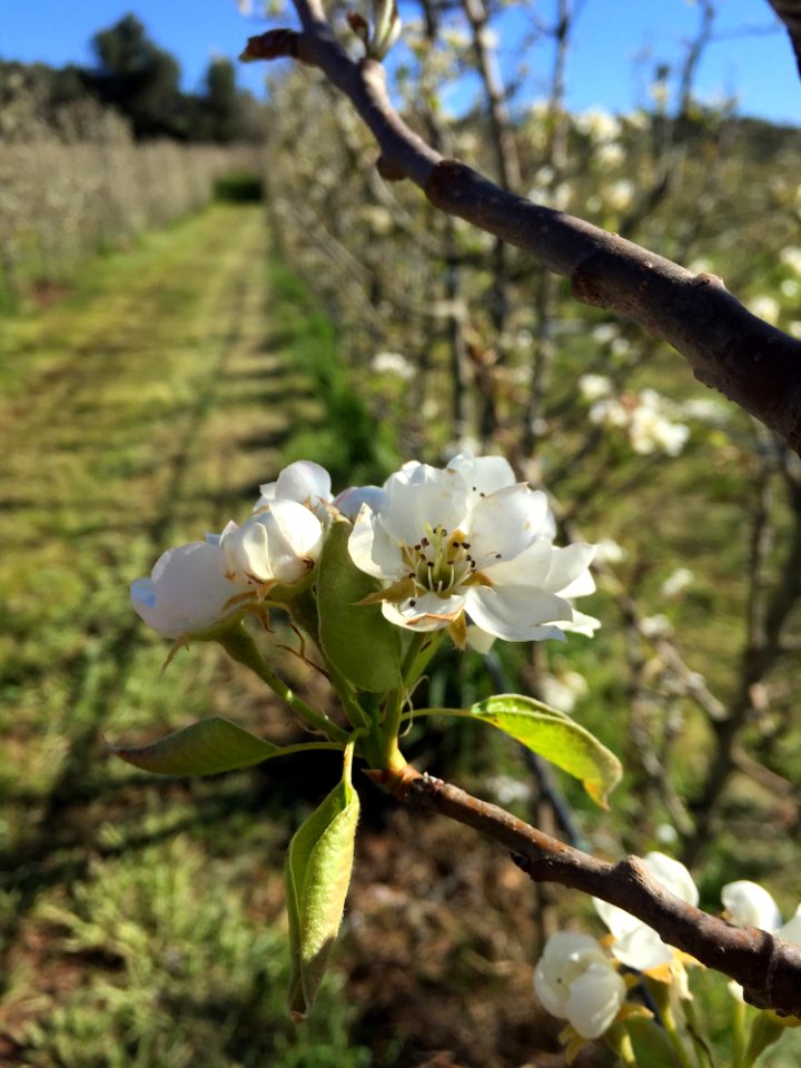 Flora Spring Plant Blossom