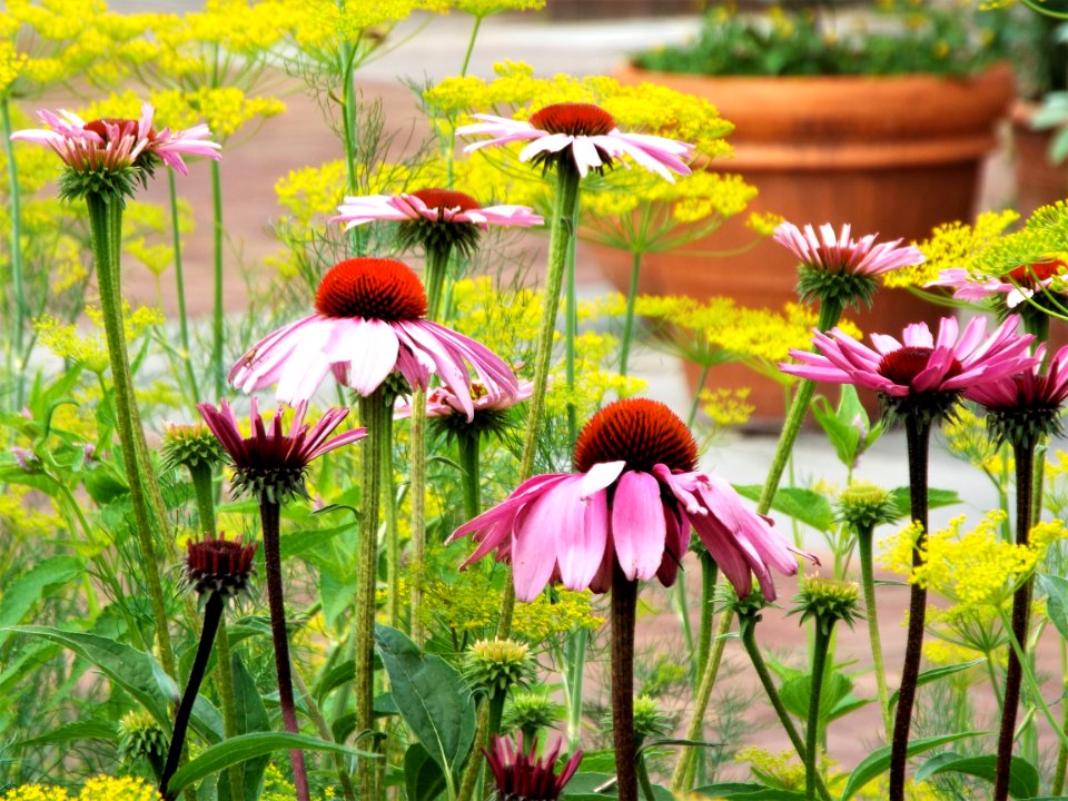 Flower Plant Flowering Plant Coneflower