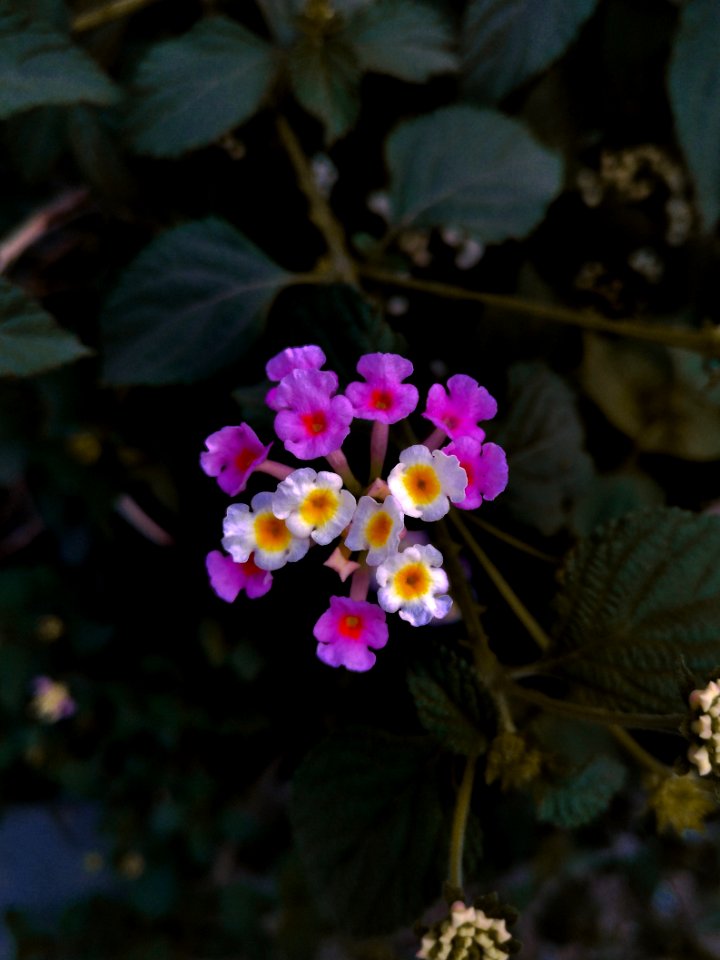 Flower Flowering Plant Plant Flora