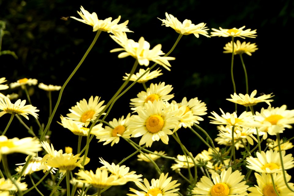 Flower Plant Flora Yellow