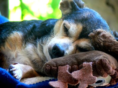 Dog Dog Breed Dog Like Mammal Dog Breed Group