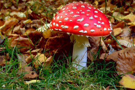 Mushroom Fungus Penny Bun Agaric