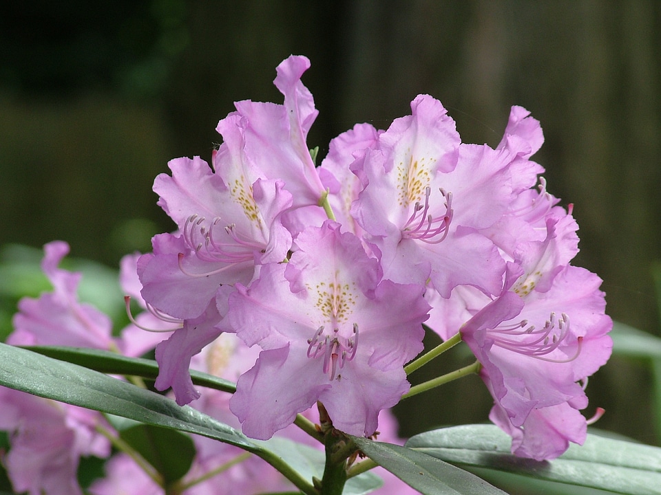 Rhododendron blossom bloom photo
