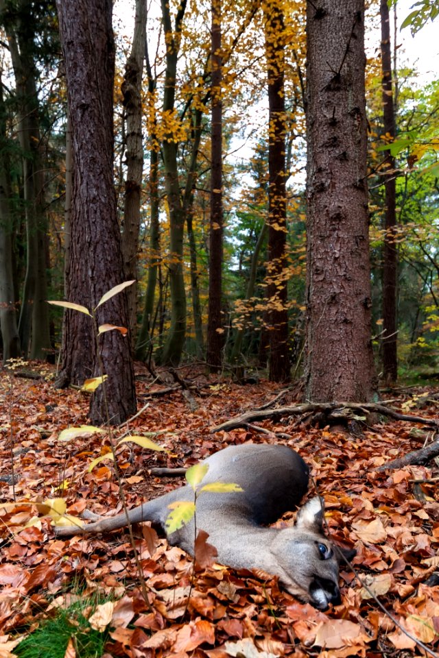 Woodland Leaf Tree Forest