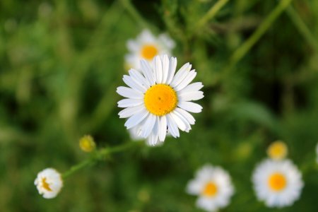 Flower Chamaemelum Nobile Oxeye Daisy Flora