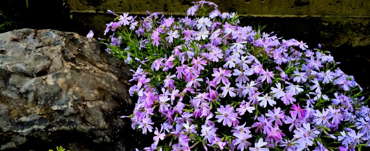 Flower Plant Flowering Plant Flora