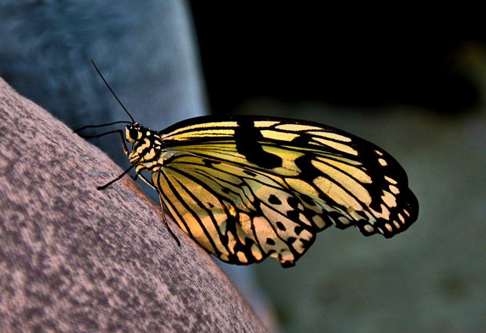 Butterfly Moths And Butterflies Insect Invertebrate