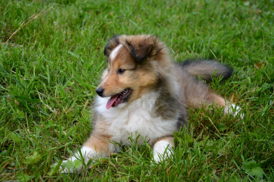 Dog Rough Collie Dog Like Mammal Scotch Collie