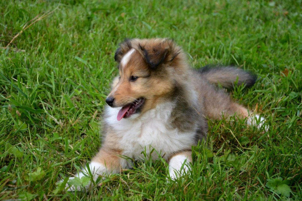 Dog Rough Collie Dog Like Mammal Scotch Collie photo