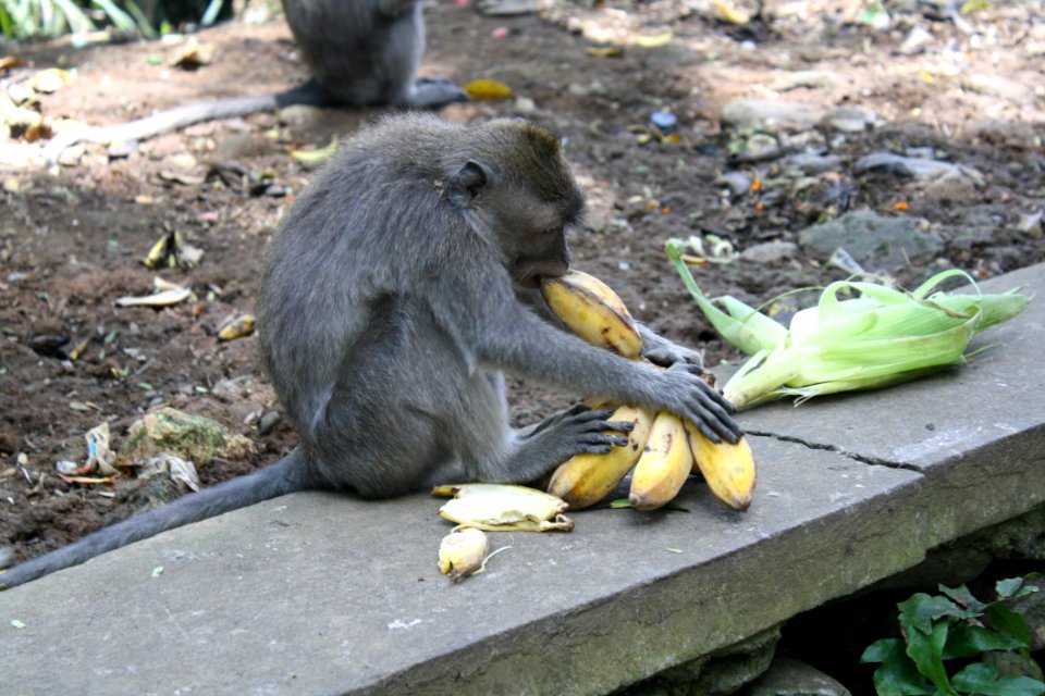 Mammal Fauna Macaque Primate