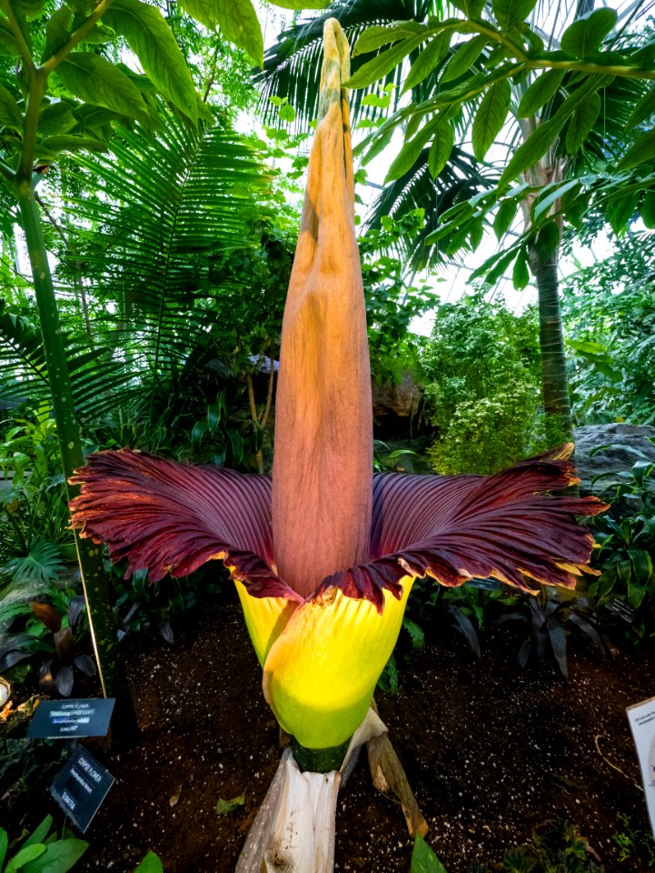 Plant Flower Flora Vegetation