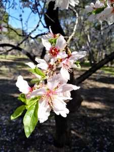 Blossom Spring Plant Branch photo