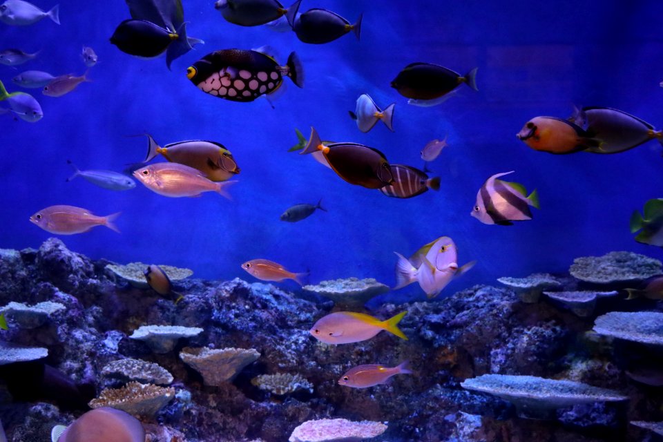 Coral Reef Coral Reef Fish Ecosystem Marine Biology photo