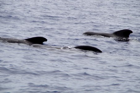 Mammal Marine Mammal Water Whales Dolphins And Porpoises photo