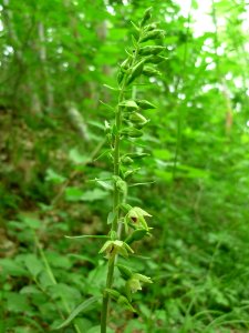 Plant Flora Grass Herb