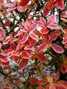 Leaf Plant Shrub Tree