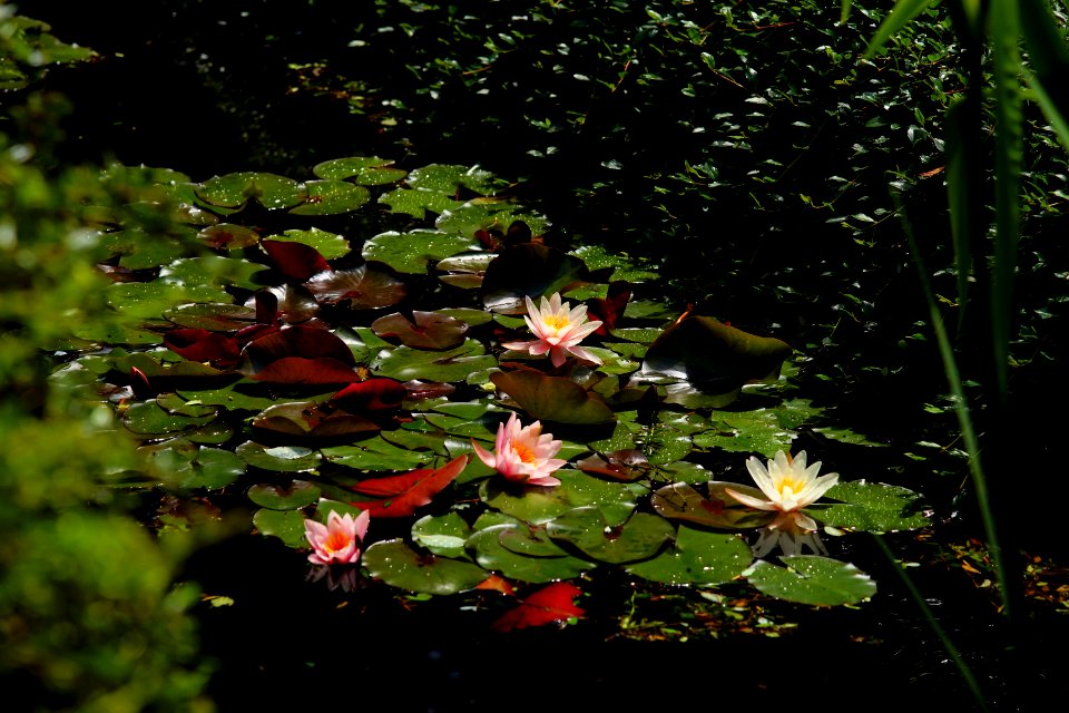 Water Flora Plant Vegetation