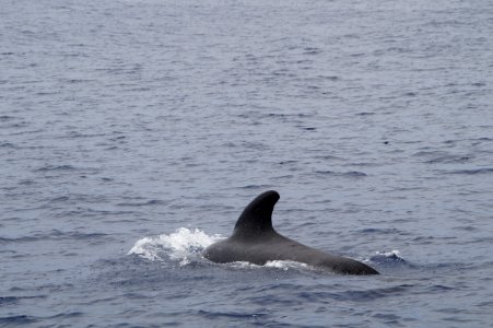 Marine Mammal Mammal Water Whales Dolphins And Porpoises photo
