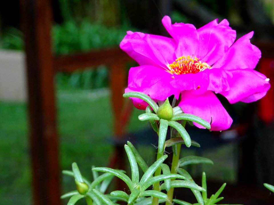 Flower Plant Flora Flowering Plant