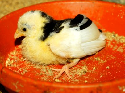 Chicken Bird Beak Galliformes