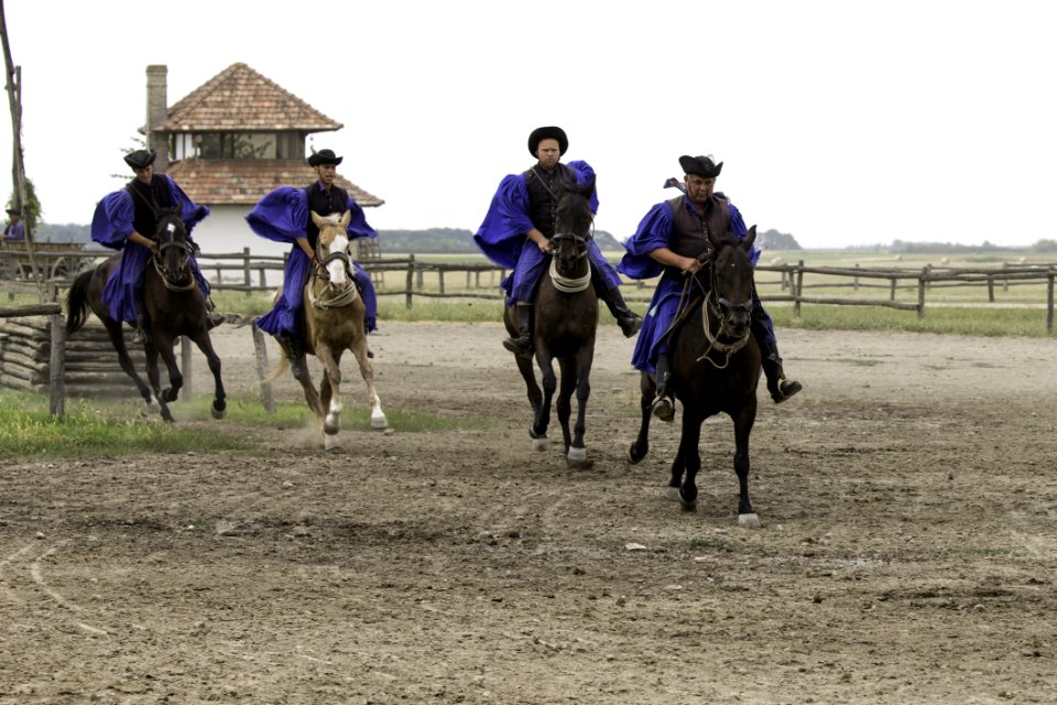 Horse Western Riding Animal Sports Endurance Riding
