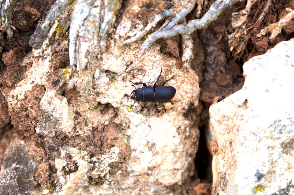 Fauna Invertebrate Insect Membrane Winged Insect