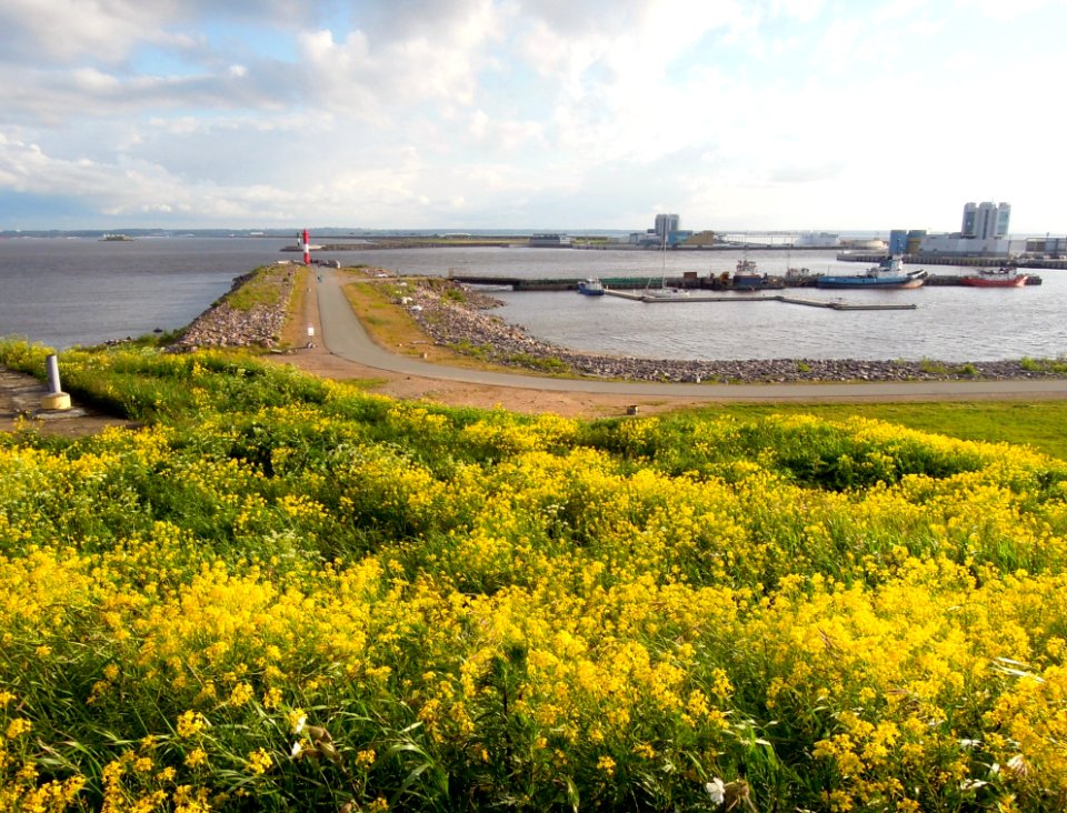 Yellow Field Sky Plant