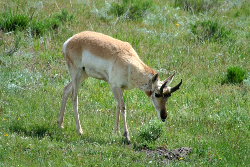 Wildlife Grassland Ecosystem Fauna