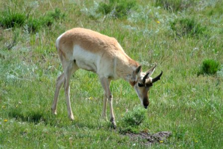 Wildlife Grassland Ecosystem Fauna
