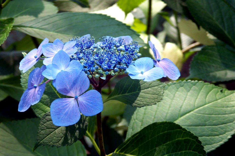 Flower Plant Blue Hydrangea